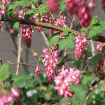 Red-flowering currant (Ribes sanguinium)