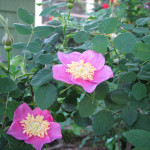 Nootka rose (Rosa Nutkana)