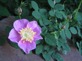 Nootka rose (Rosa Nutkana)