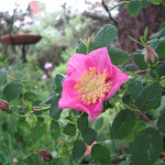 Nootka rose (Rosa Nutkana)