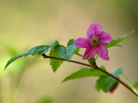Salmonberry (Rubus spectabilis)
