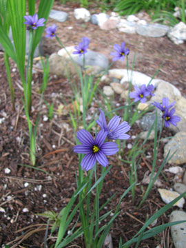Blue-eyed grass (Sisyrinchium bellum)
