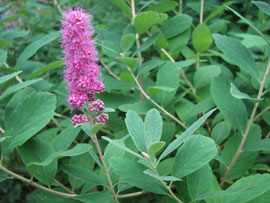 Douglas spirea (Spiraea douglasii)