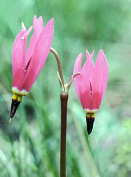 Henderson’s shooting star (Dodecatheon hendersonii)