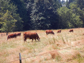 cows grazing