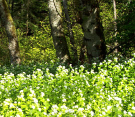 invasive garlic mustard