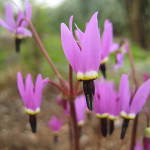 Broad-leaf shooting star (Dodecatheon hendersonii)