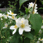 Mockorange (Philadelphus lewisii)