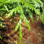 Western redcedar (Thuja plicata)