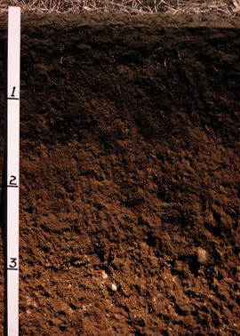 profile of soil