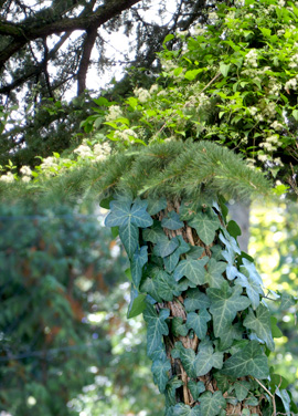 invasive weeds clematis and ivy
