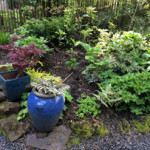 naturescaped yard in 2014 yard tour