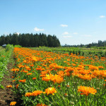 flower beds at Headwaters Farm