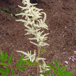 Goat's Beard (Aruncus dioicus)