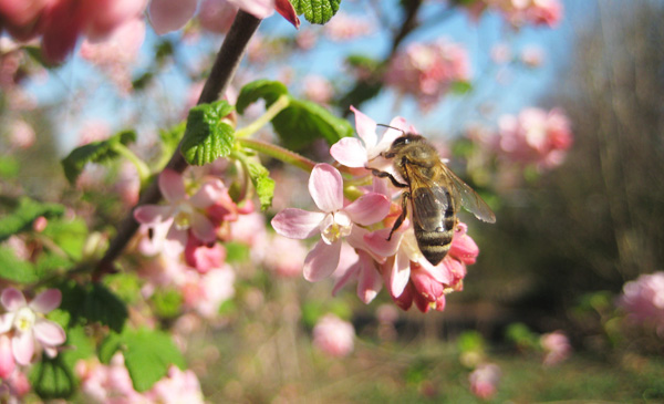 honey bee on red-flowering currant