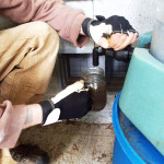 Pete from Udan Farm extracts some compost tea from the brewer