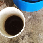 bucket of compost tea