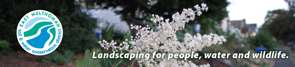 'In Your Yard' section