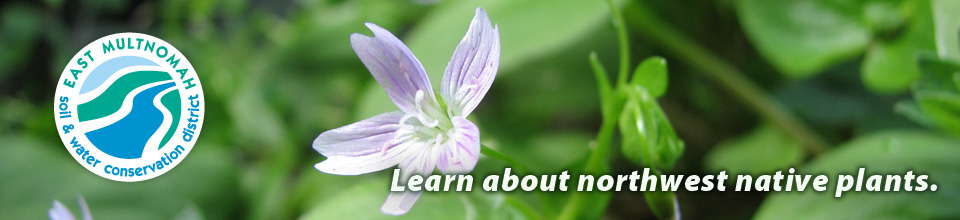 'Native Plants' section