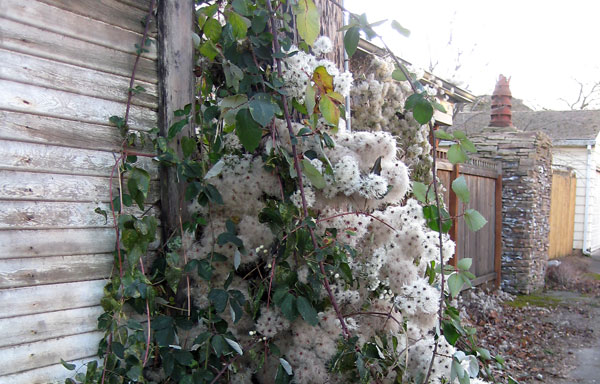 Invasive plants Old man's beard (Clematis vitalba) and Himalayan blackberry (Rubus discolor) climbing up a wall and post in an urban area