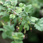 Black gooseberry (Ribes divaricatum)