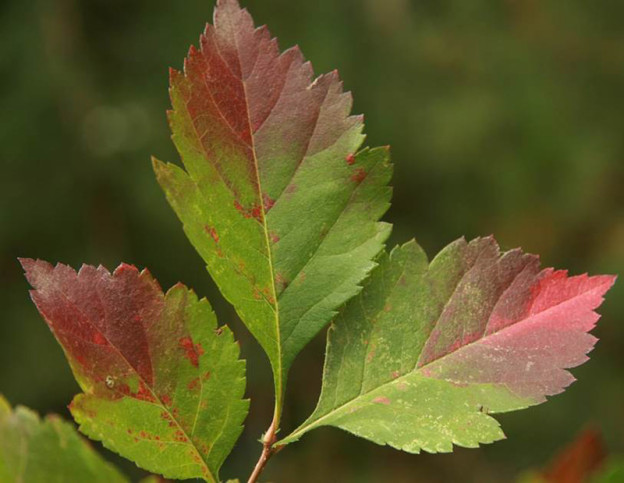 Black hawthorn (Crataegus douglasii)