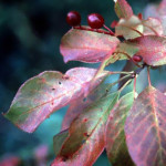 Chokecherry (Prunus virginiana)