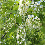 Chokecherry (Prunus virginiana)