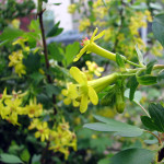 Golden Currant (Ribes aureum)