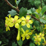 Golden Currant (Ribes aureum)