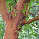 Madrone (Arbutus menziesi)