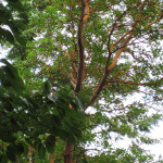 Madrone (Arbutus menziesi)