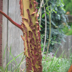 Madrone (Arbutus menziesi)