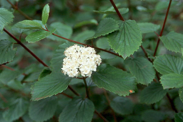 Oval-leaved Viburnum (Viburnum ellipticum)