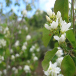 Pacific serviceberry (Amelanchier alnifolia) in EMSWCD yard