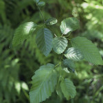 Red alder (Alnus rubra)