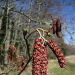 Red alder (Alnus rubra)