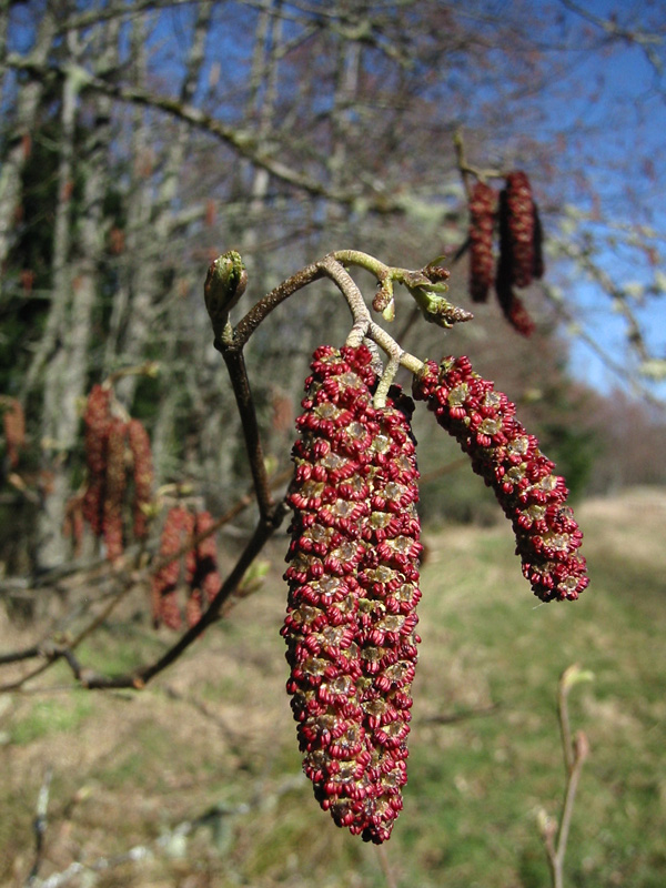 Red alder (Alnus rubra)