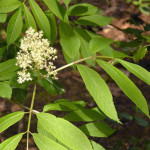 Red elderberry (Sambucus racemosa)