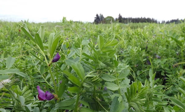 a healthy mix of cover crops at Headwaters Farm protects and builds up the soil