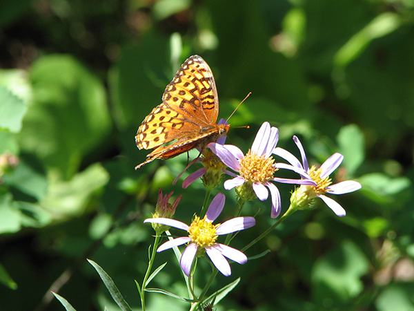 Fritillary butterfly on Douglas aster flowers