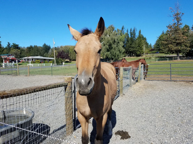 Office Hours Horse