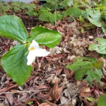 White trillium (Trillium ovatum)