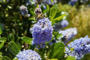 Blue blossum Ceanothus