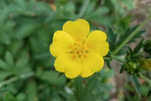 Cinquefoil