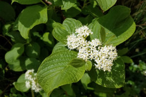 Red osier dogwood