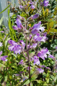 Penstemon flowers