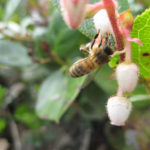 A honey bee visiting salal flowers