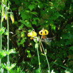 Tiger lilies attract hummingbirds, bees and a variety of other pollinators