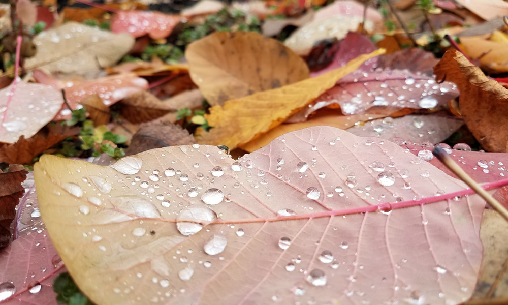 leaves with beads of water